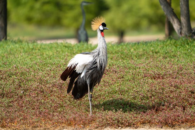 Bird Watching in Uganda