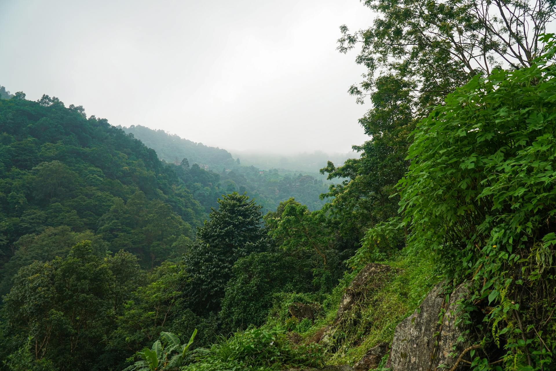 Bwindi Impenetrable Forest - Gorilla Trekking